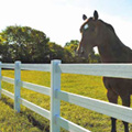 Horse Fence
