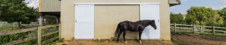 horse standing in front of new barn doors