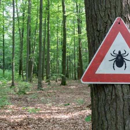 tick insect warning sign on a tree in the forest